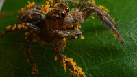 Șase mituri despre păianjeni