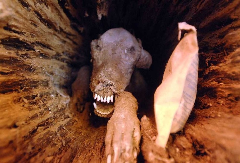Стаки — пес, который пробыл в стволе дерева 60 лет и превратился в мумию