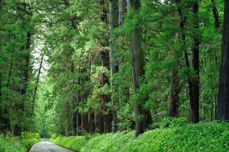 37 километров деревьев: кедровая аллея Никко — особый памятник природы Японии