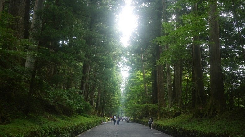 37 километров деревьев: кедровая аллея Никко — особый памятник природы Японии