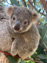 В Австралии прошел самый очаровательный конкурс: в соцсетях выбрали самую милую коалу