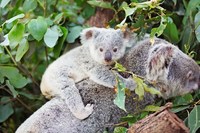 В Австралии прошел самый очаровательный конкурс: в соцсетях выбрали самую милую коалу
