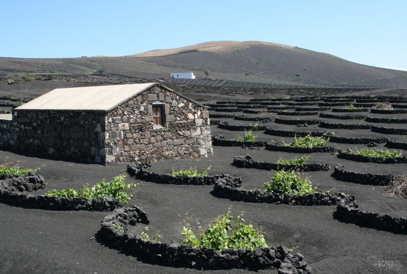 Невероятные сады Лансароте: что испанцы выращивают в круглых ямах из пепла 