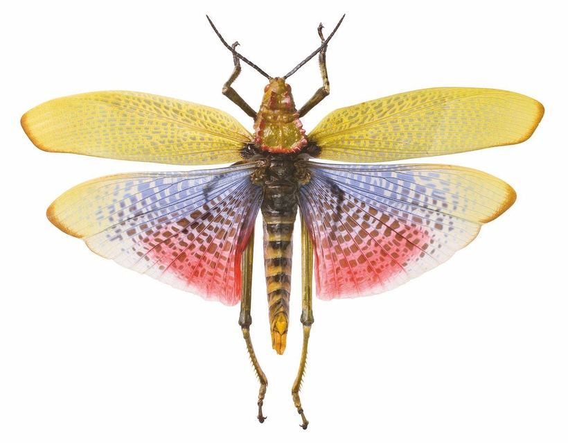 Смитсоновский институт показал самых интересных и необычных насекомых нашей планеты 