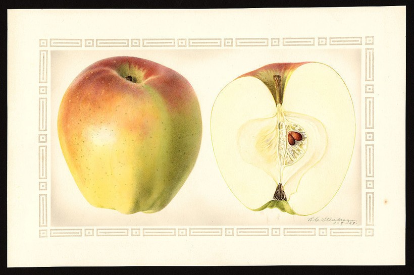 До 1860-х годов японцы не знали яблок: как бывшие самураи с удивлением открыли фрукт
