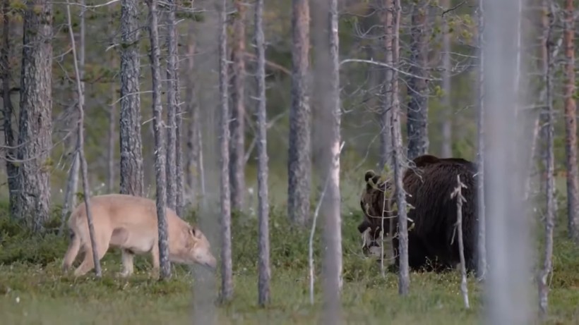 Видео: Волк защитил от собратьев друга-медведя 